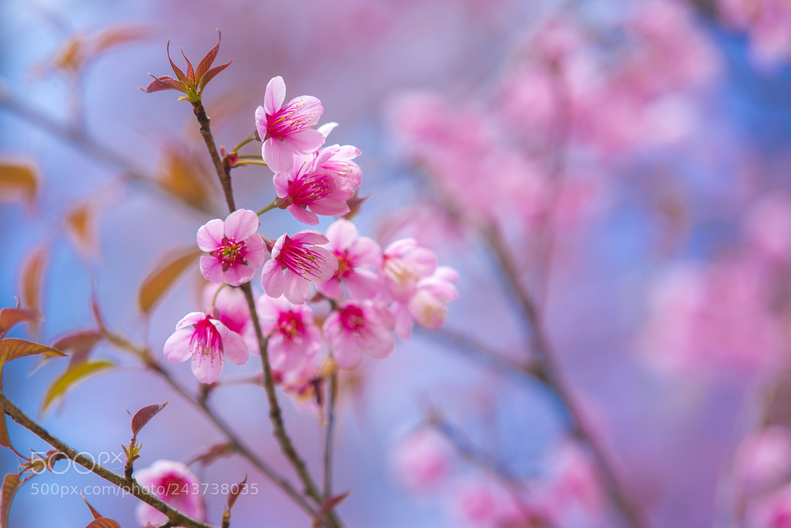 Nikon D800 sample photo. Pink cherry blossoms photography