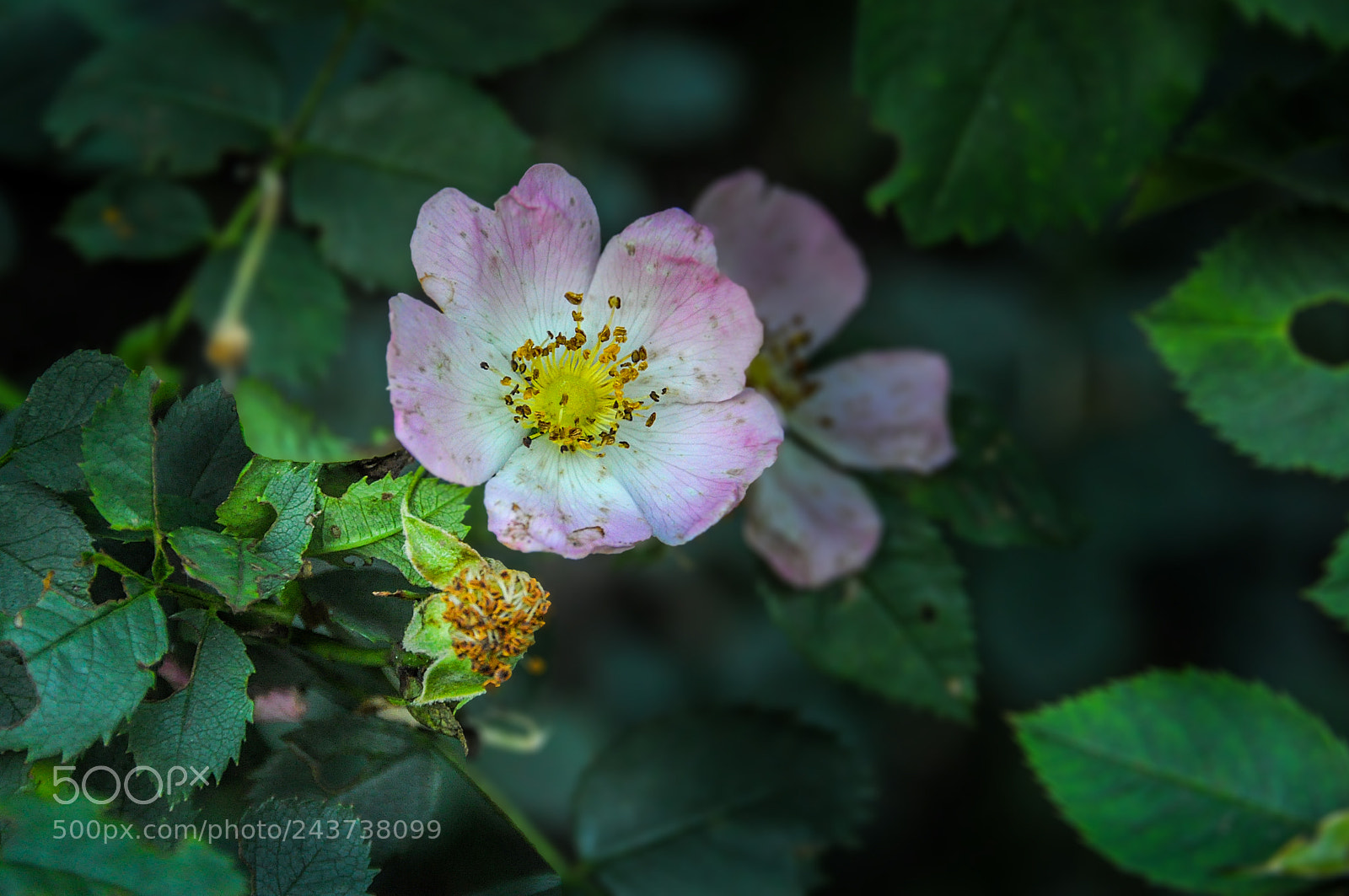Nikon D90 sample photo. Mysterious sunny garden. flowers photography