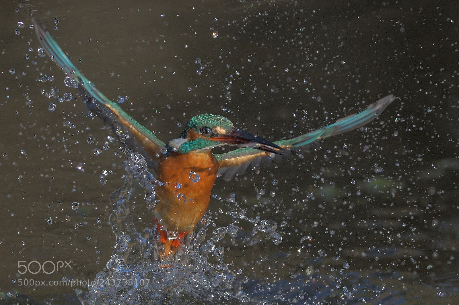Nikon D850 sample photo. Common kingfisher photography