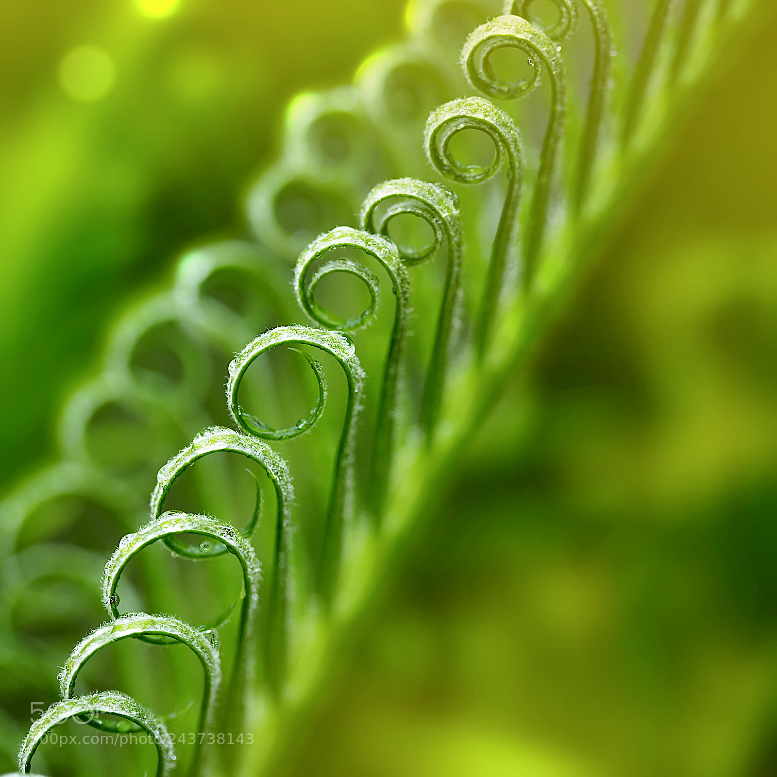 Canon EOS 6D Mark II sample photo. Patterns in nature photography