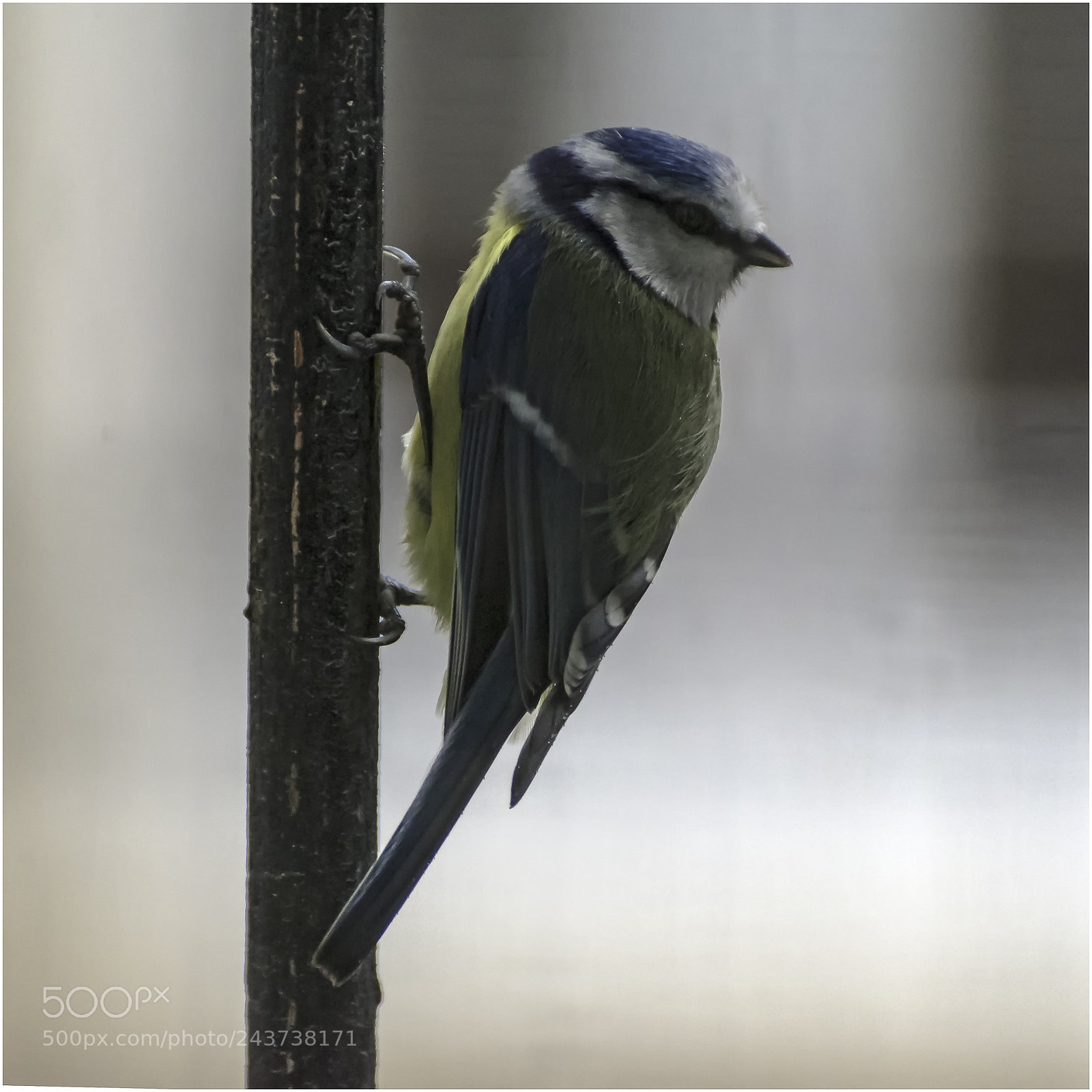 Nikon D610 sample photo. Une visiteuse. photography
