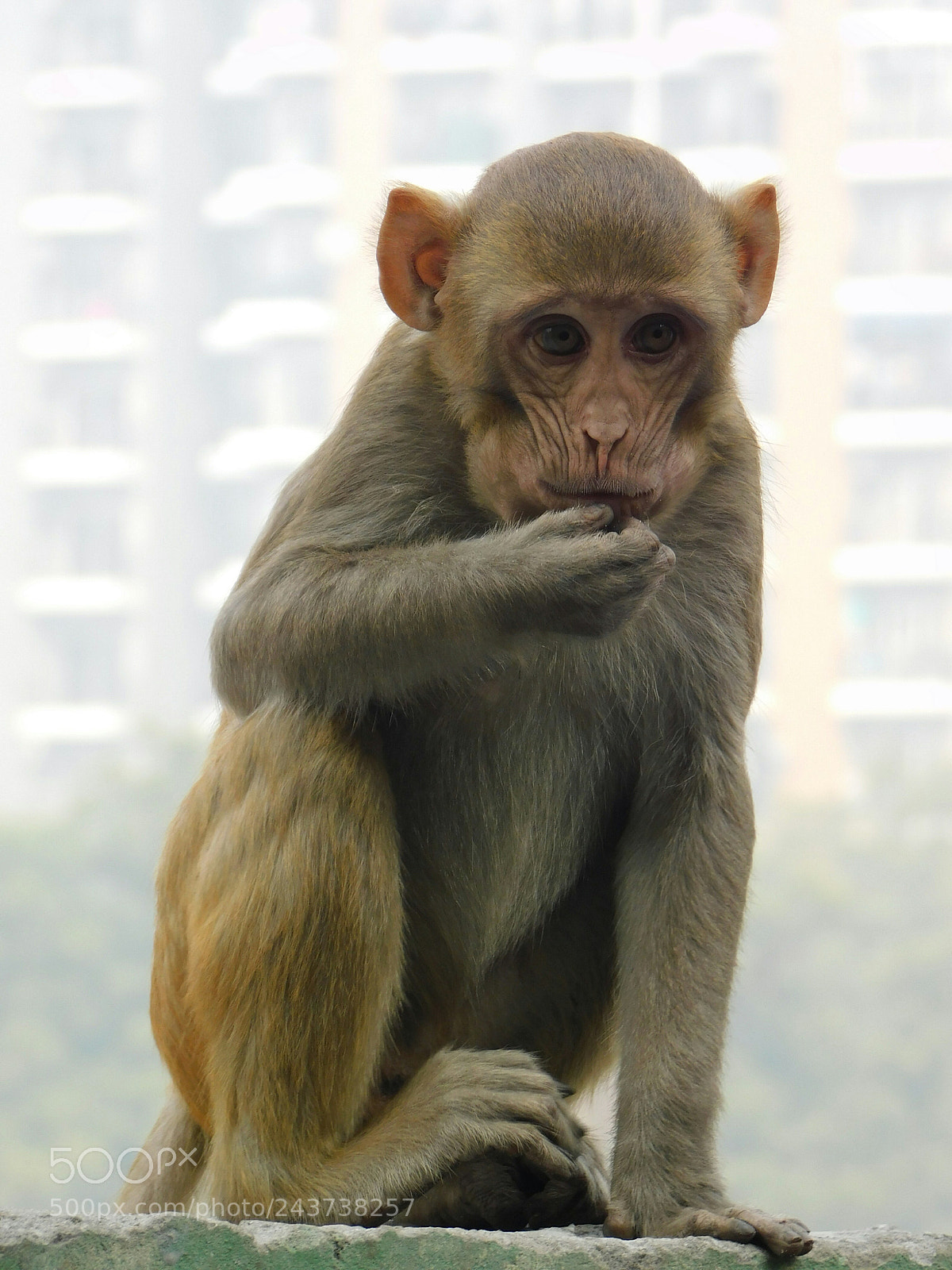 Nikon Coolpix B500 sample photo. Animal love .. photography