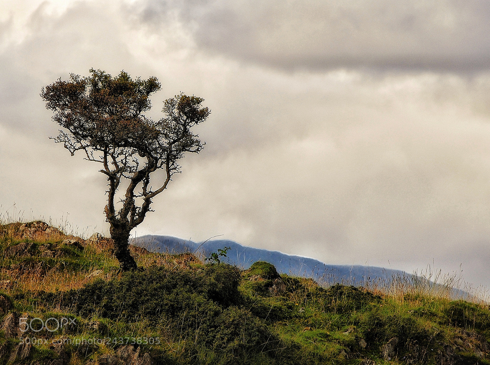 Nikon D3000 sample photo. Lone tree photography