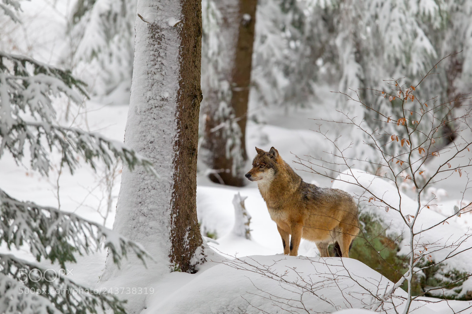 Canon EOS-1D Mark IV sample photo. Wolf (canis lupus) photography