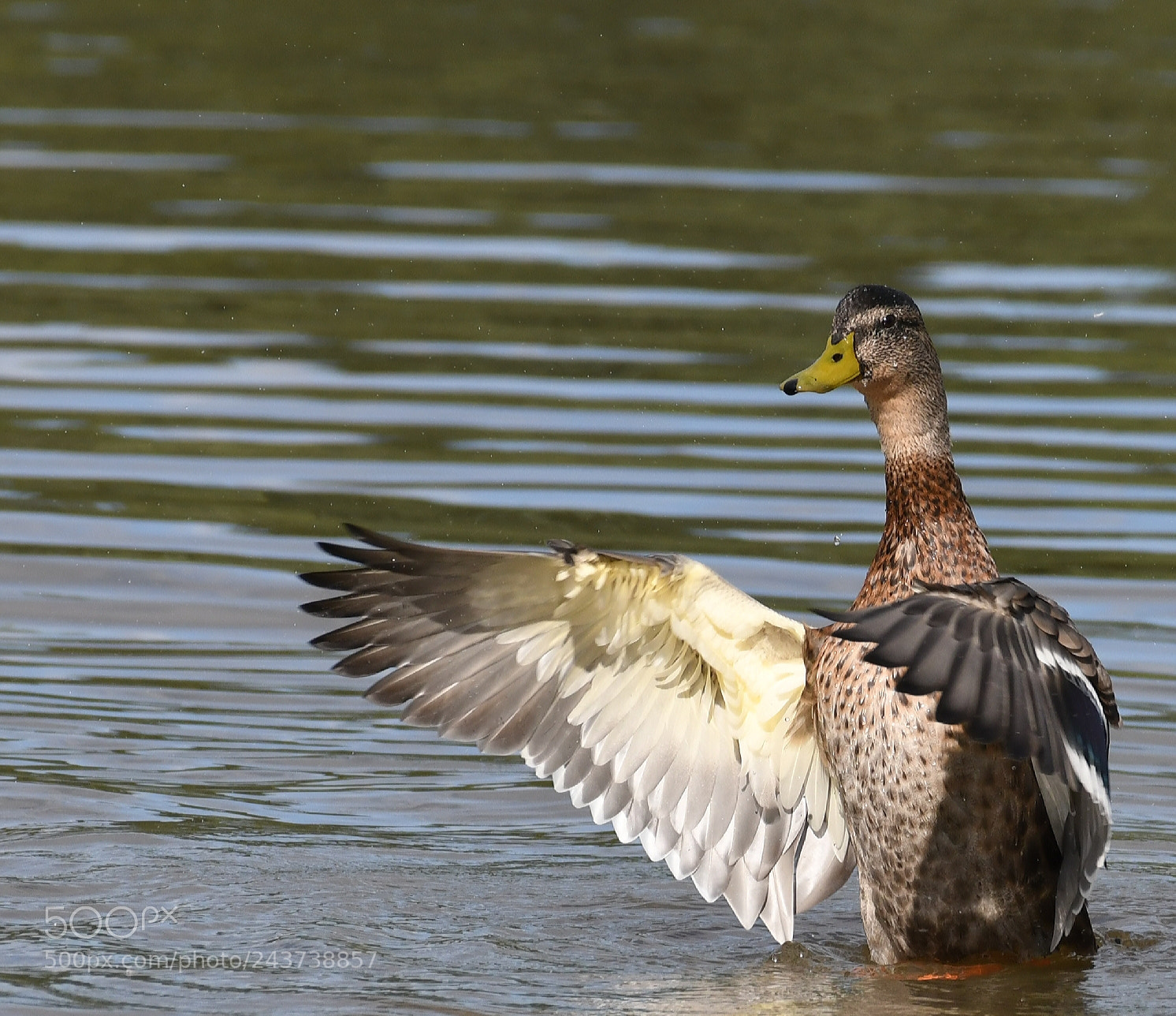 Nikon D500 sample photo. Just in time photography