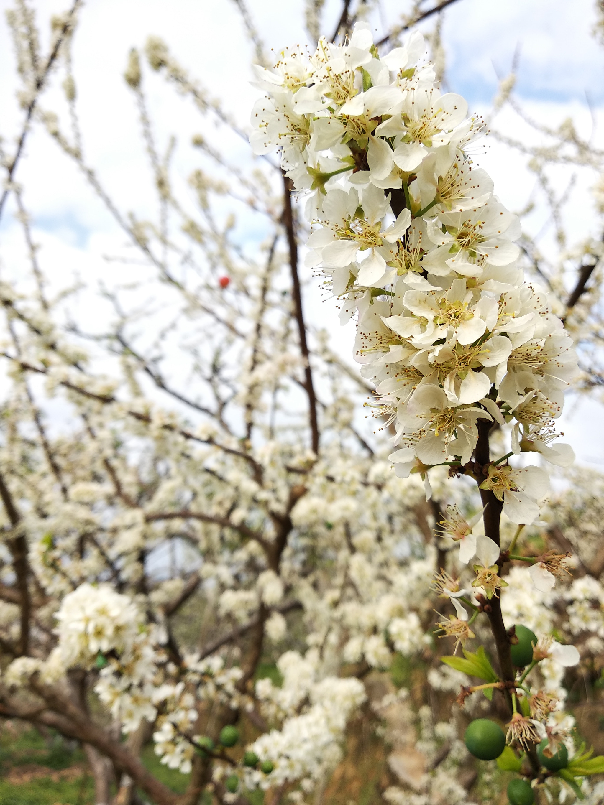 Xiaomi Redmi 5 Plus sample photo