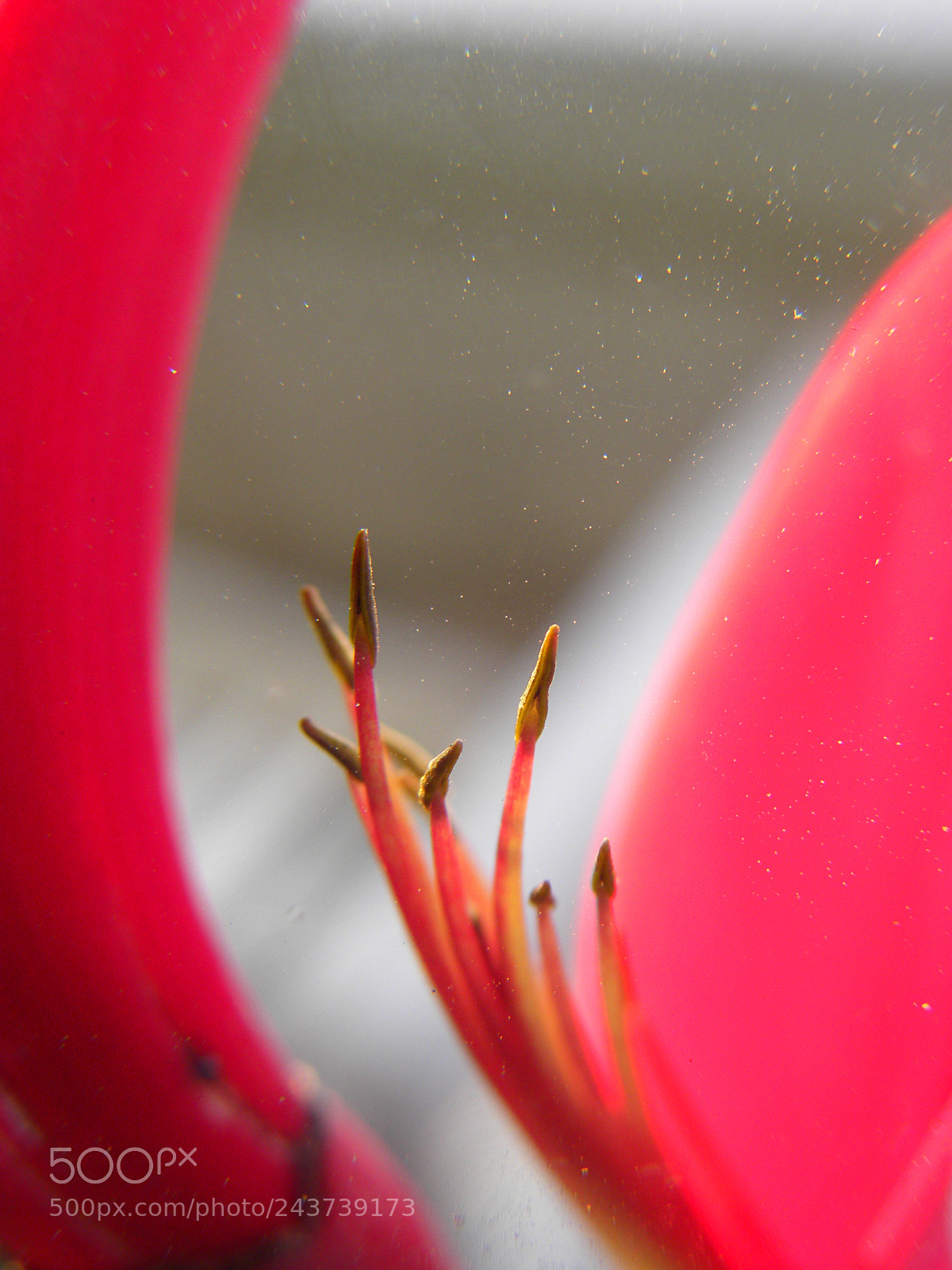 Nikon Coolpix P90 sample photo. Red flower-a closeup photography