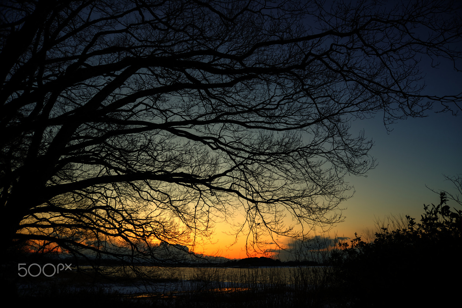 Nikon D800 sample photo. Festival of old tree photography