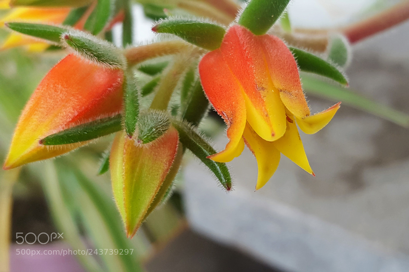 Samsung Galaxy S6 sample photo. Untitled photography