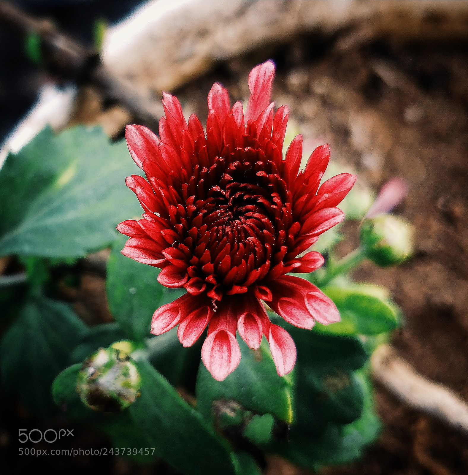 OnePlus 5 sample photo. Fresh flower photography