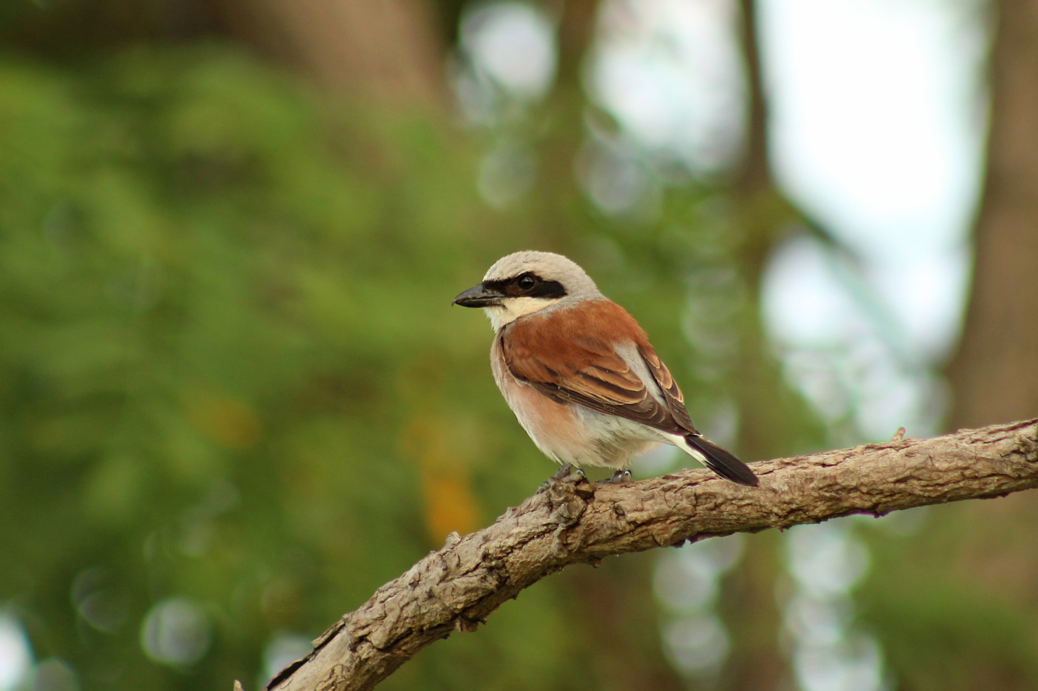Canon EF 75-300mm f/4-5.6 USM sample photo. Lesser grey shrike photography