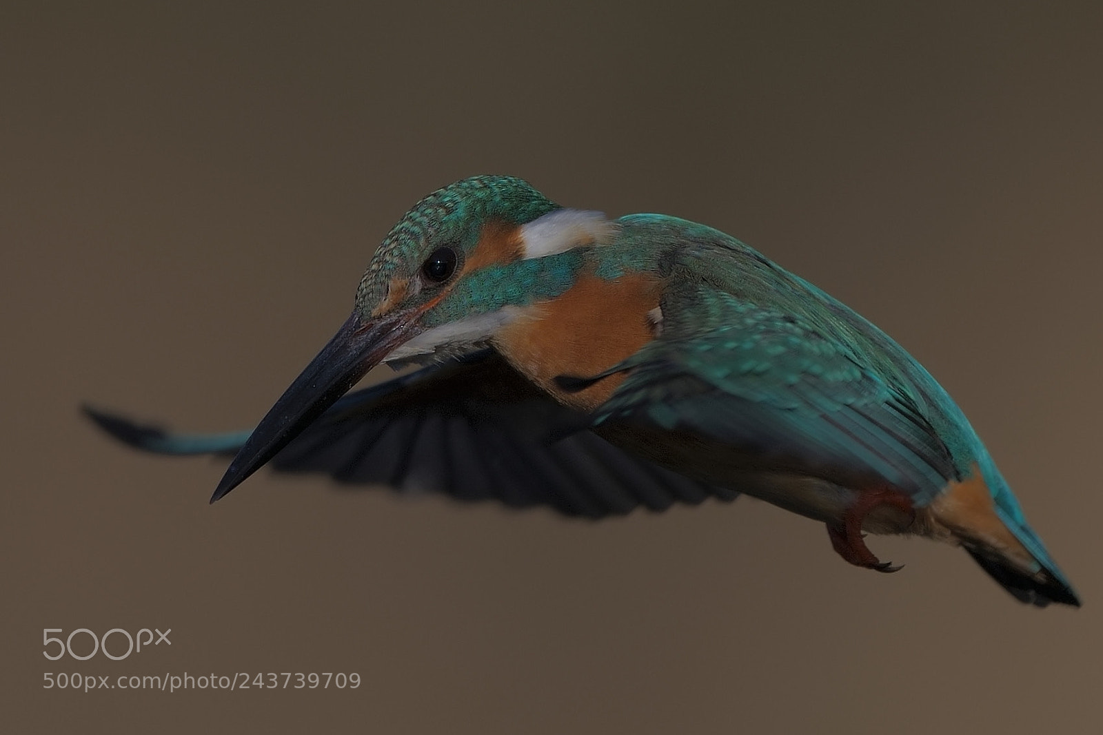 Nikon D850 sample photo. Common kingfisher photography