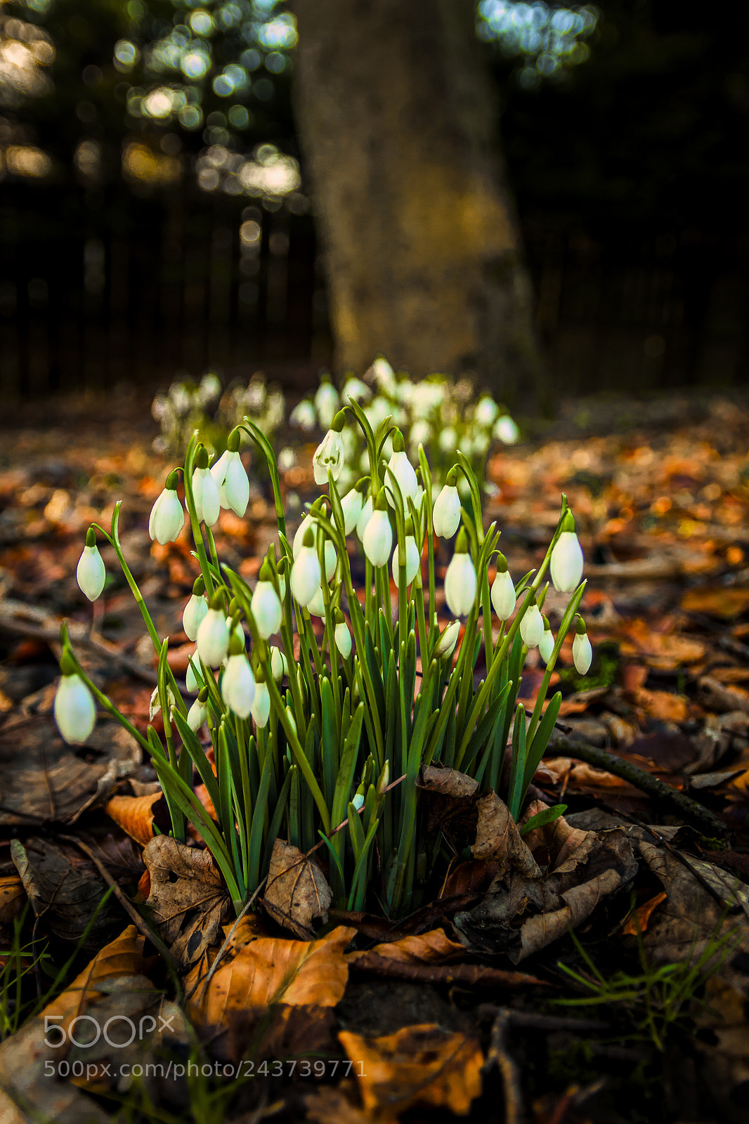 Canon EOS 50D sample photo. Snowdrops photography