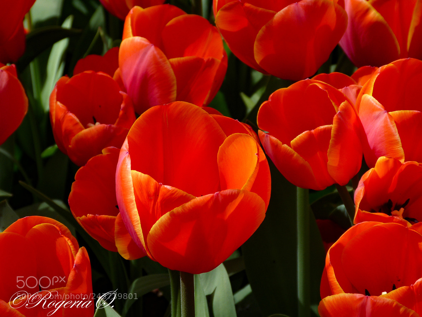Panasonic Lumix DMC-FZ150 sample photo. Red tulips photography