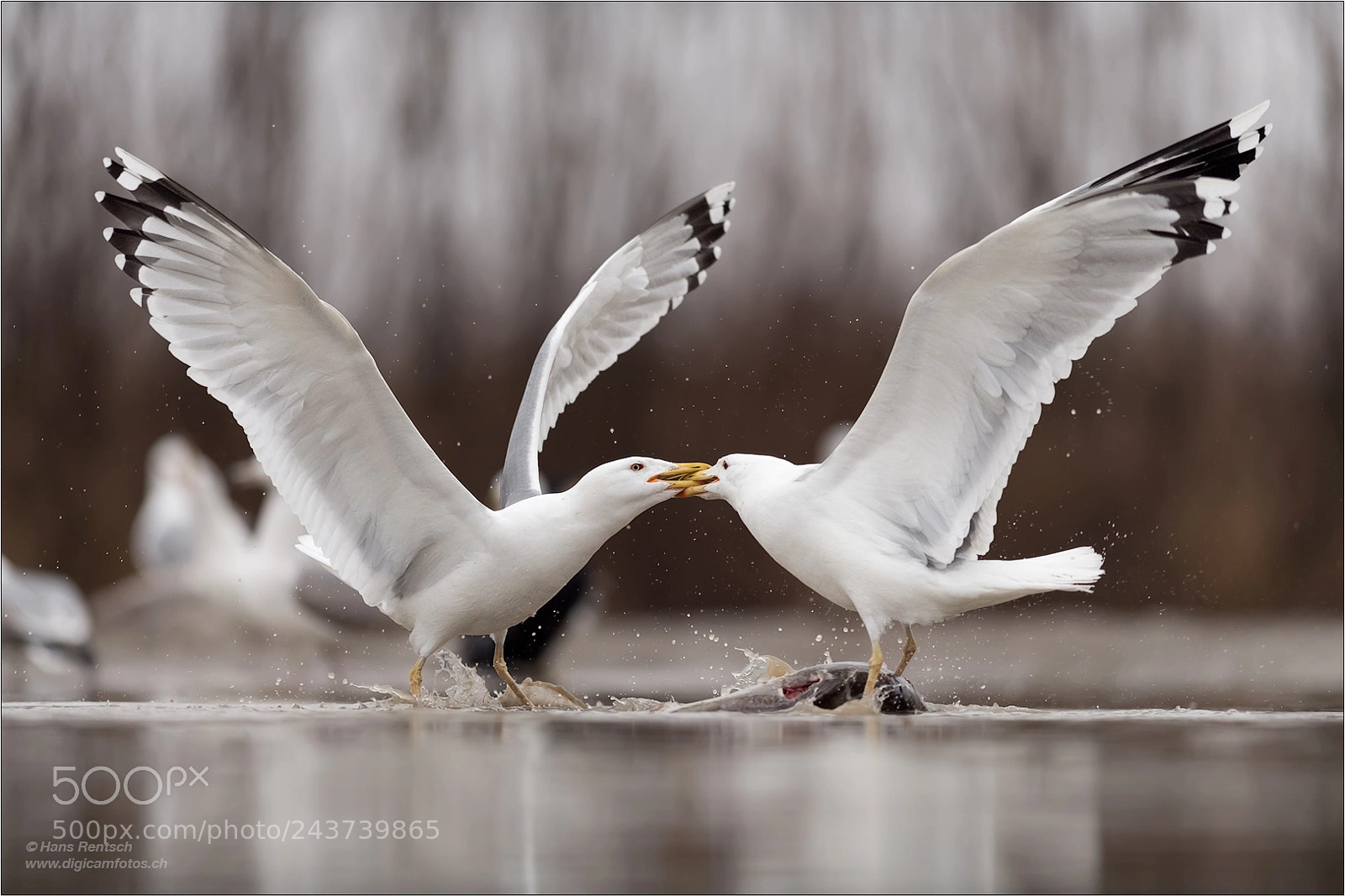 Nikon D850 sample photo. European herring gull photography