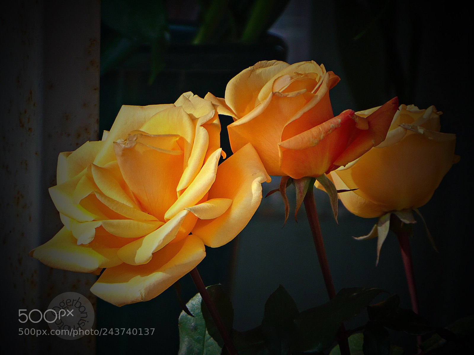 Panasonic Lumix DC-ZS70 (Lumix DC-TZ90) sample photo. Orange roses photography