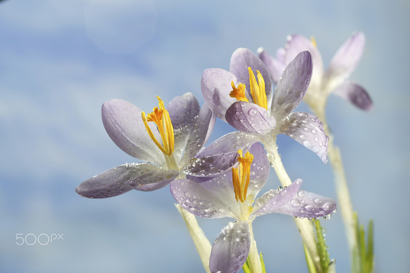 Canon EF 100mm F2.8L Macro IS USM sample photo. Crocus and morning dew photography