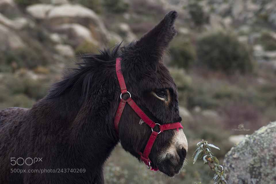 Nikon D40 sample photo. Complicidad photography