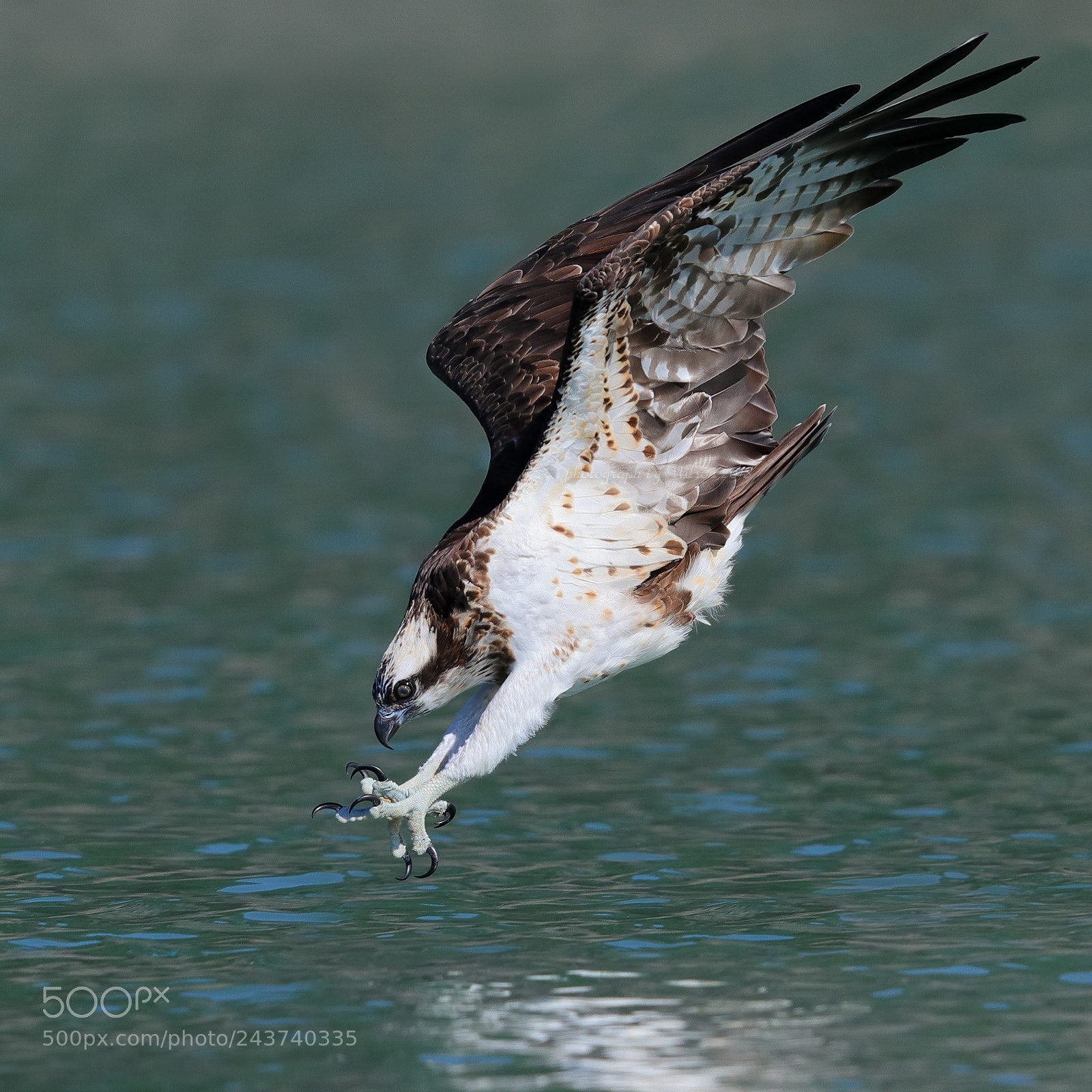 Canon EOS-1D X Mark II sample photo. Osprey photography