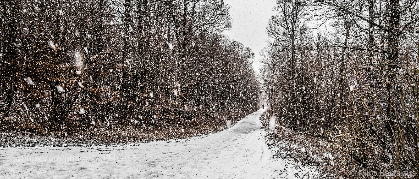 Nikon D810 sample photo. Snowy impressions ii photography