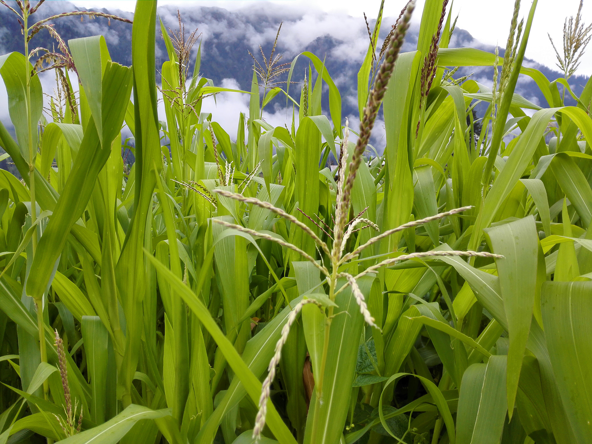 HUAWEI Mate 7 sample photo. Corn field photography