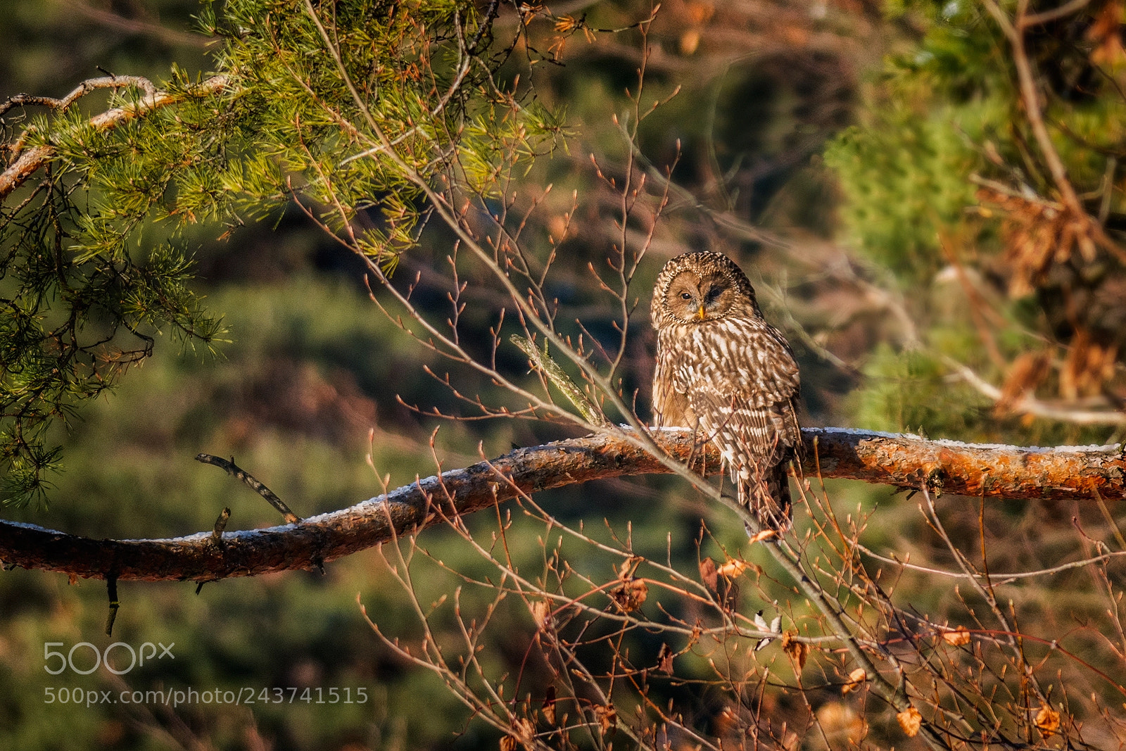 Nikon D7100 sample photo. Ural owl photography
