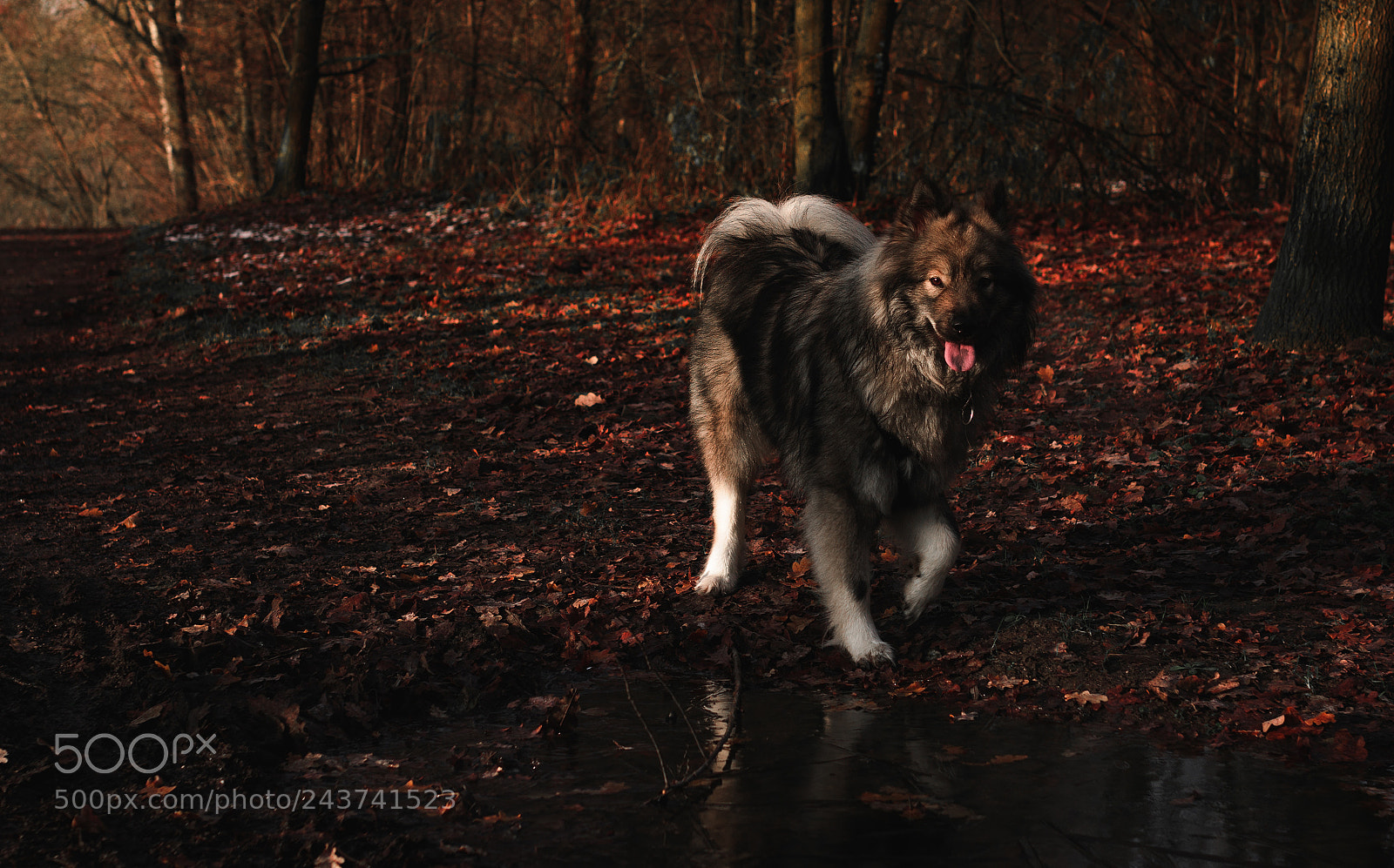 Nikon D7100 sample photo. Booker's favourite friend photography