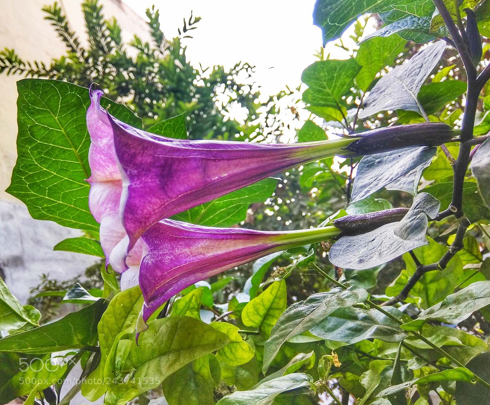 Xiaomi Redmi Note 4 sample photo. We are friends! photography