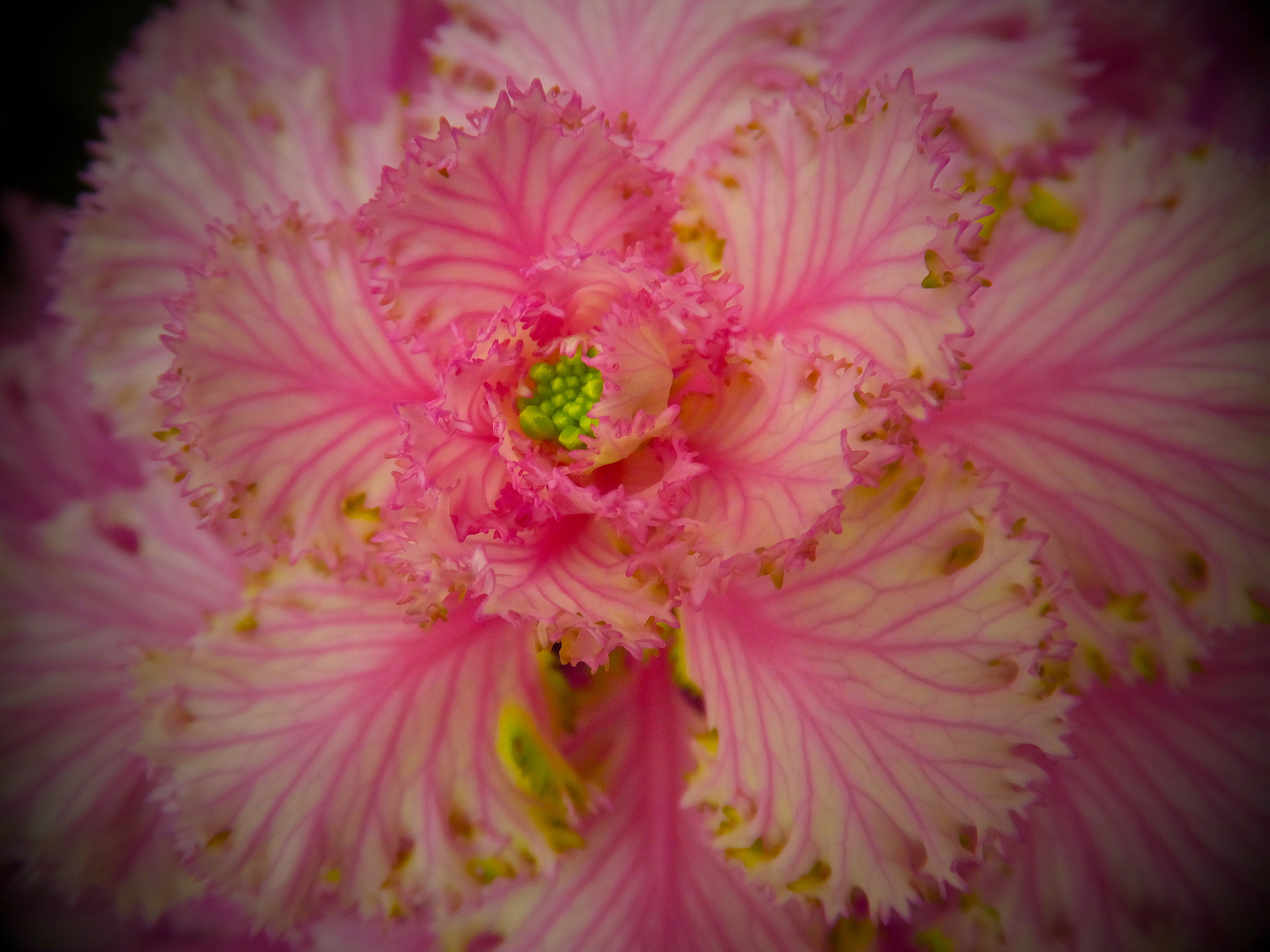 Fujifilm FinePix F900EXR sample photo. Pink veins...on ruffles. photography