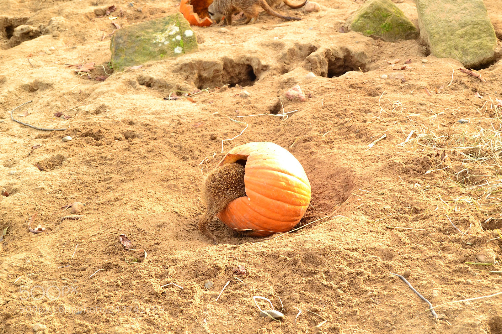 Nikon D3100 sample photo. Halloween photography