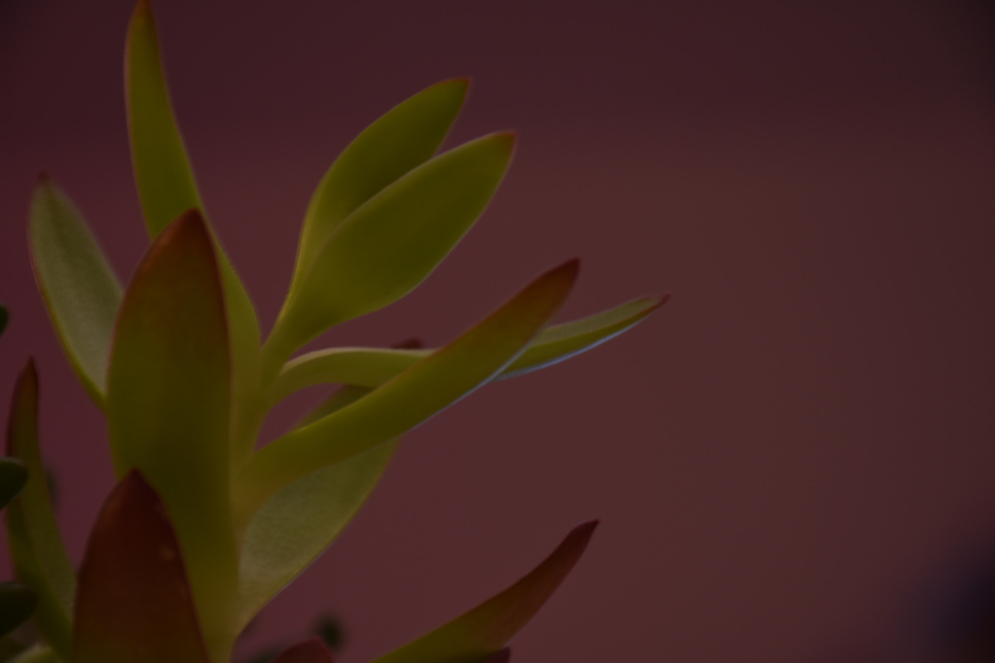 Nikon D3400 sample photo. Cactus ... photography