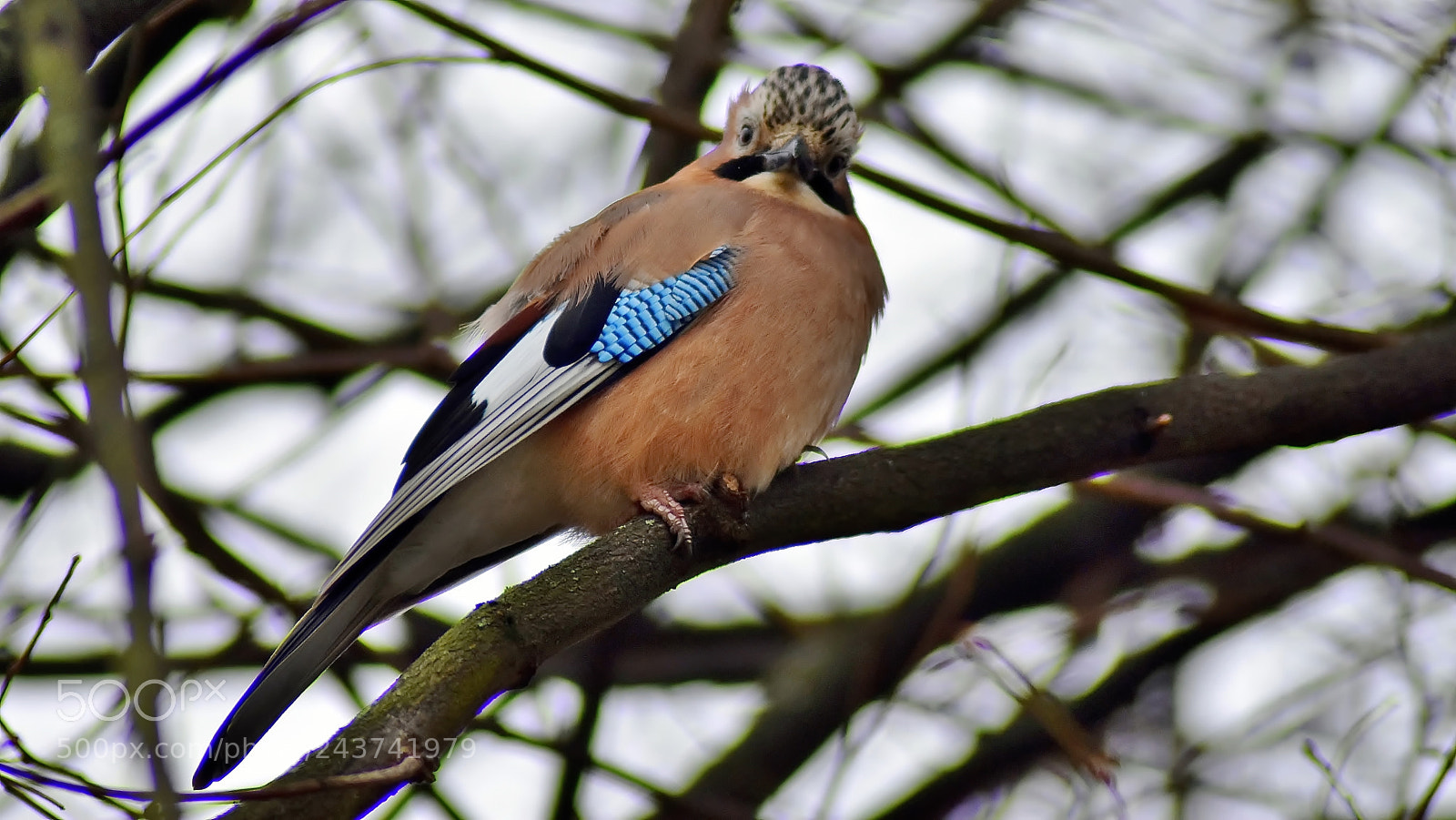 Nikon D3400 sample photo. Angry jay... photography