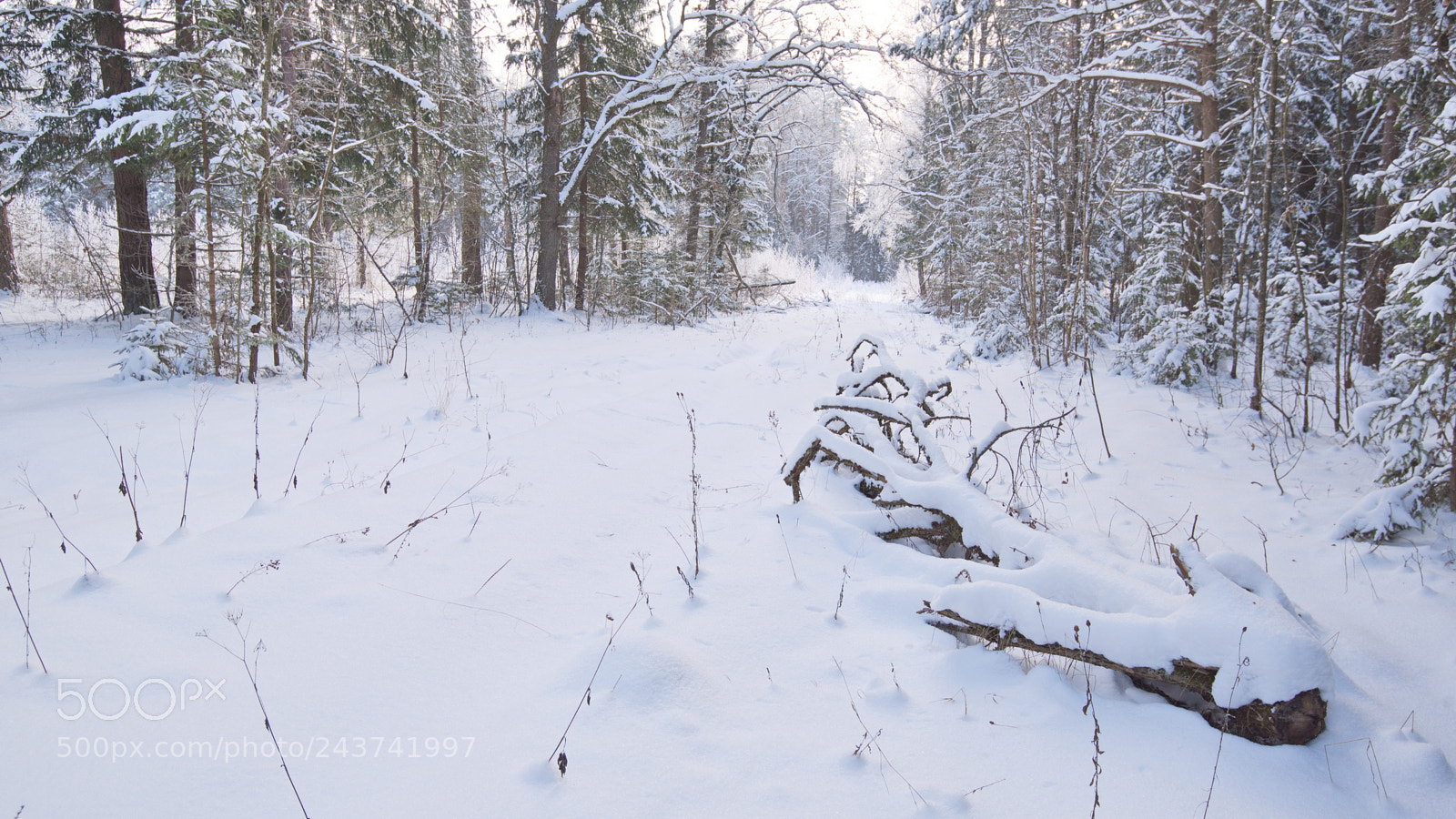 Nikon D750 sample photo. Ivanovka forest. an abandoned photography