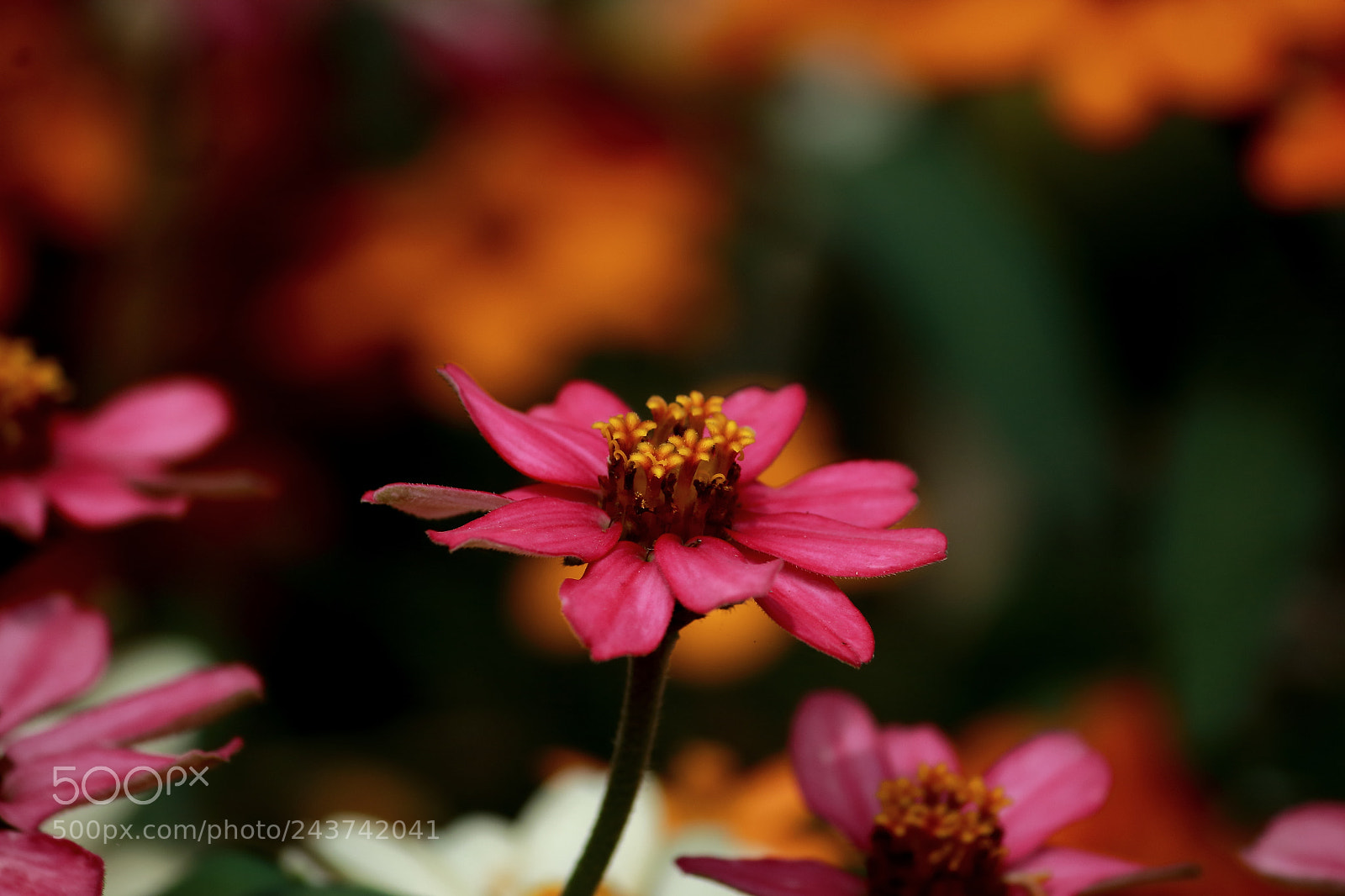Canon EF-S 55-250mm F4-5.6 IS II sample photo. Pink beauty photography