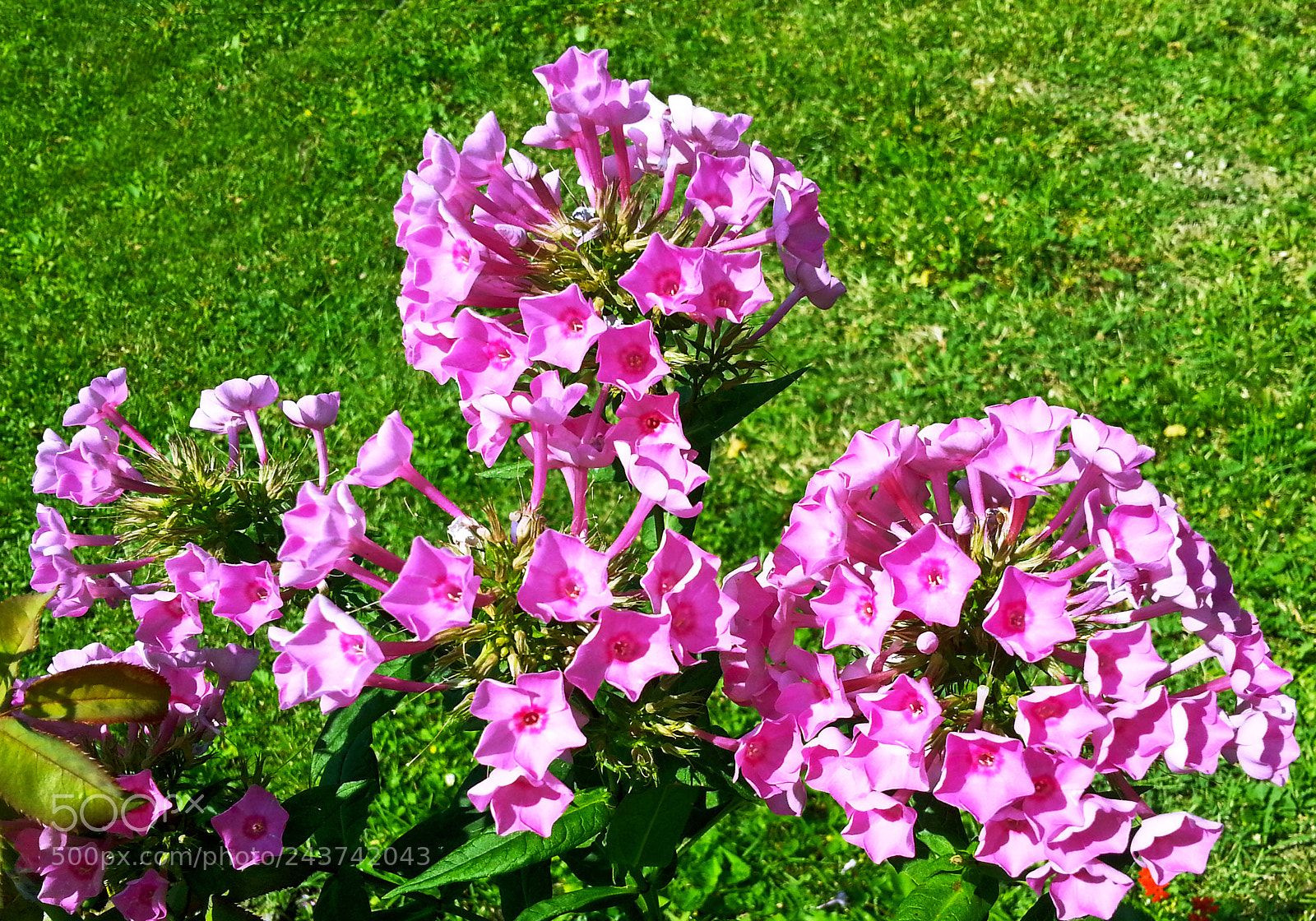 Samsung Galaxy Note2 sample photo. Flower photography