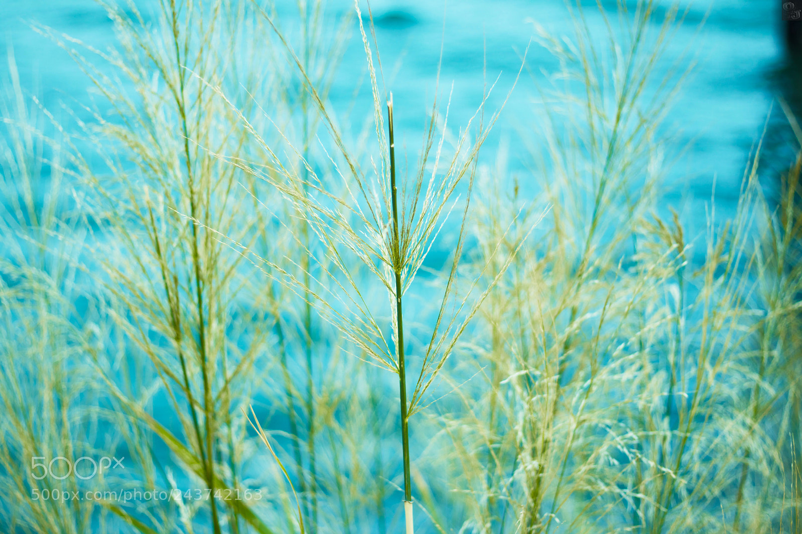 Canon EOS 800D (EOS Rebel T7i / EOS Kiss X9i) sample photo. The chosen one photography
