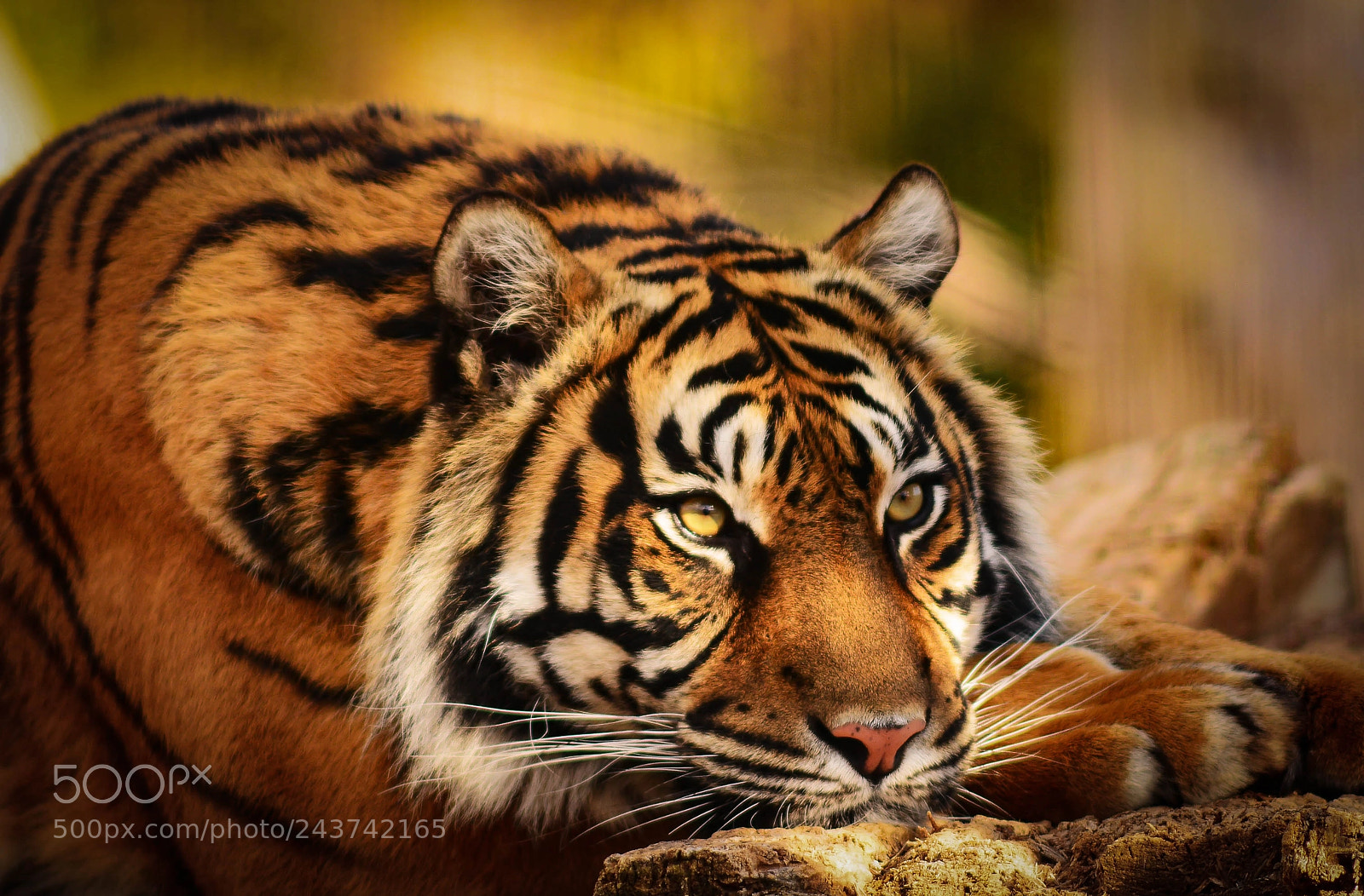 Nikon D7100 sample photo. Relaxing tiger photography
