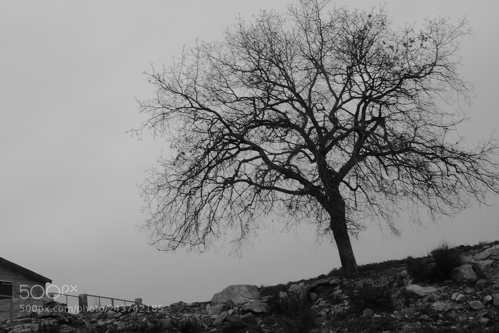 Fujifilm X-T1 sample photo. Sad tree! photography