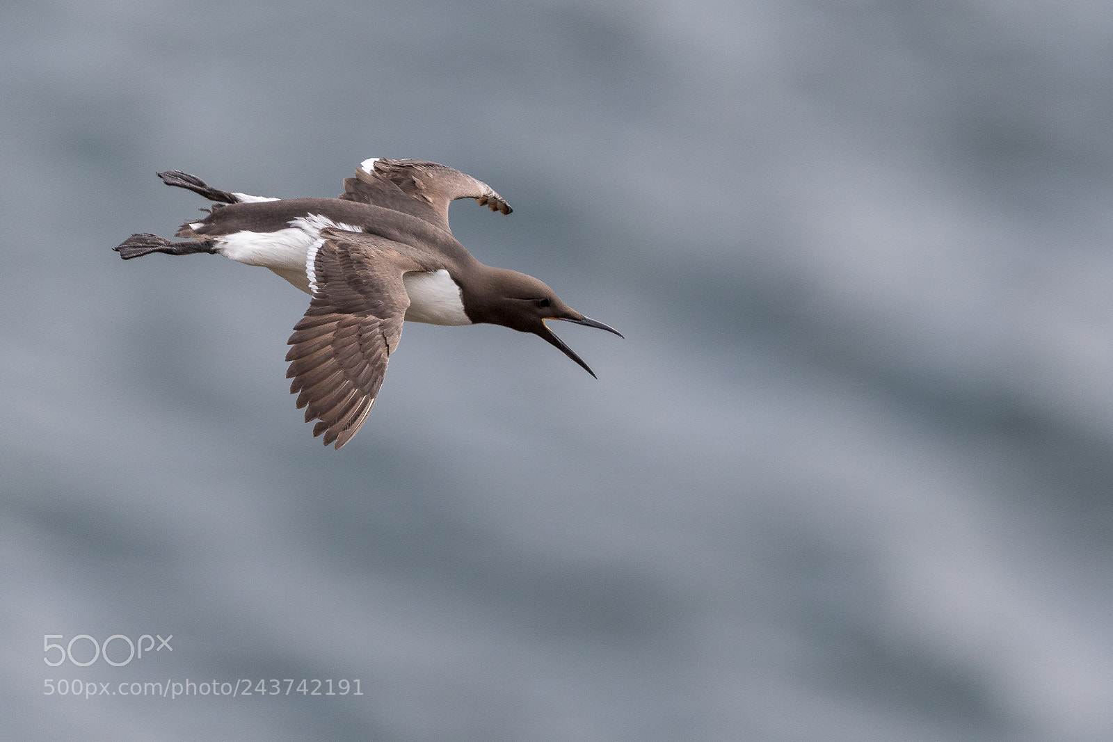 Canon EOS 7D Mark II sample photo. Guillemot dancing in the photography