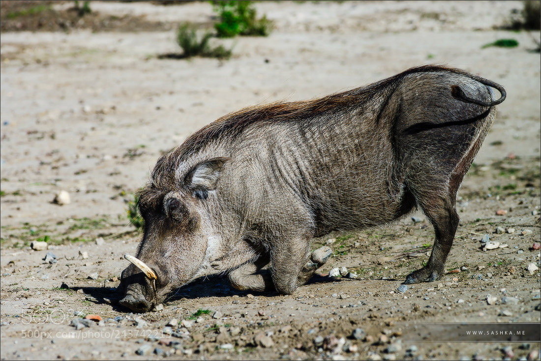 Sony a99 II sample photo. Wild boar, common warthog photography