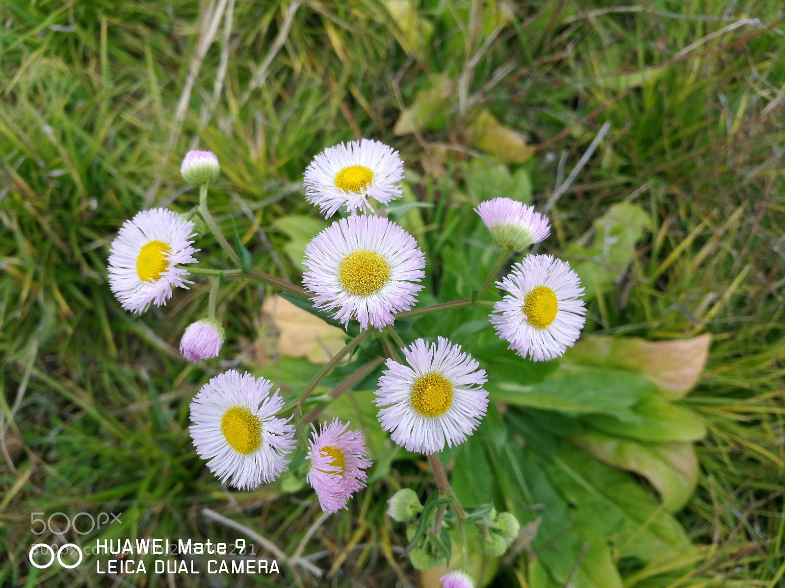 HUAWEI Mate 9 sample photo. 野花 photography