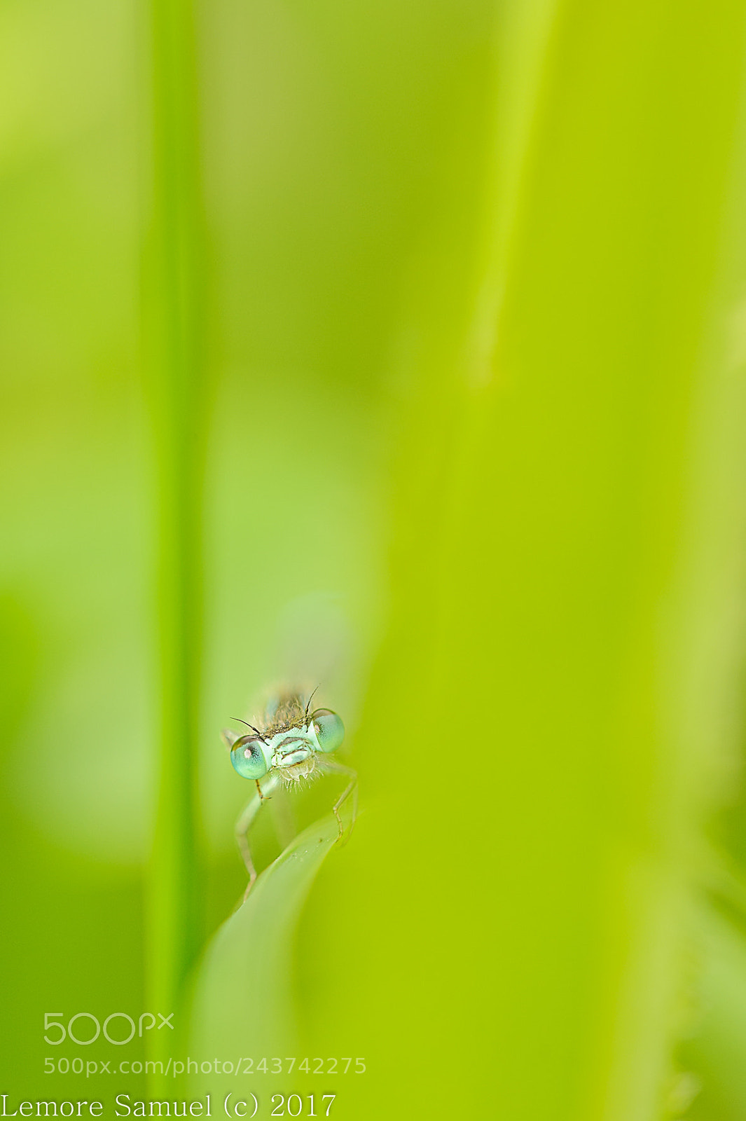 Nikon D700 sample photo. Hide and seek ischnura photography