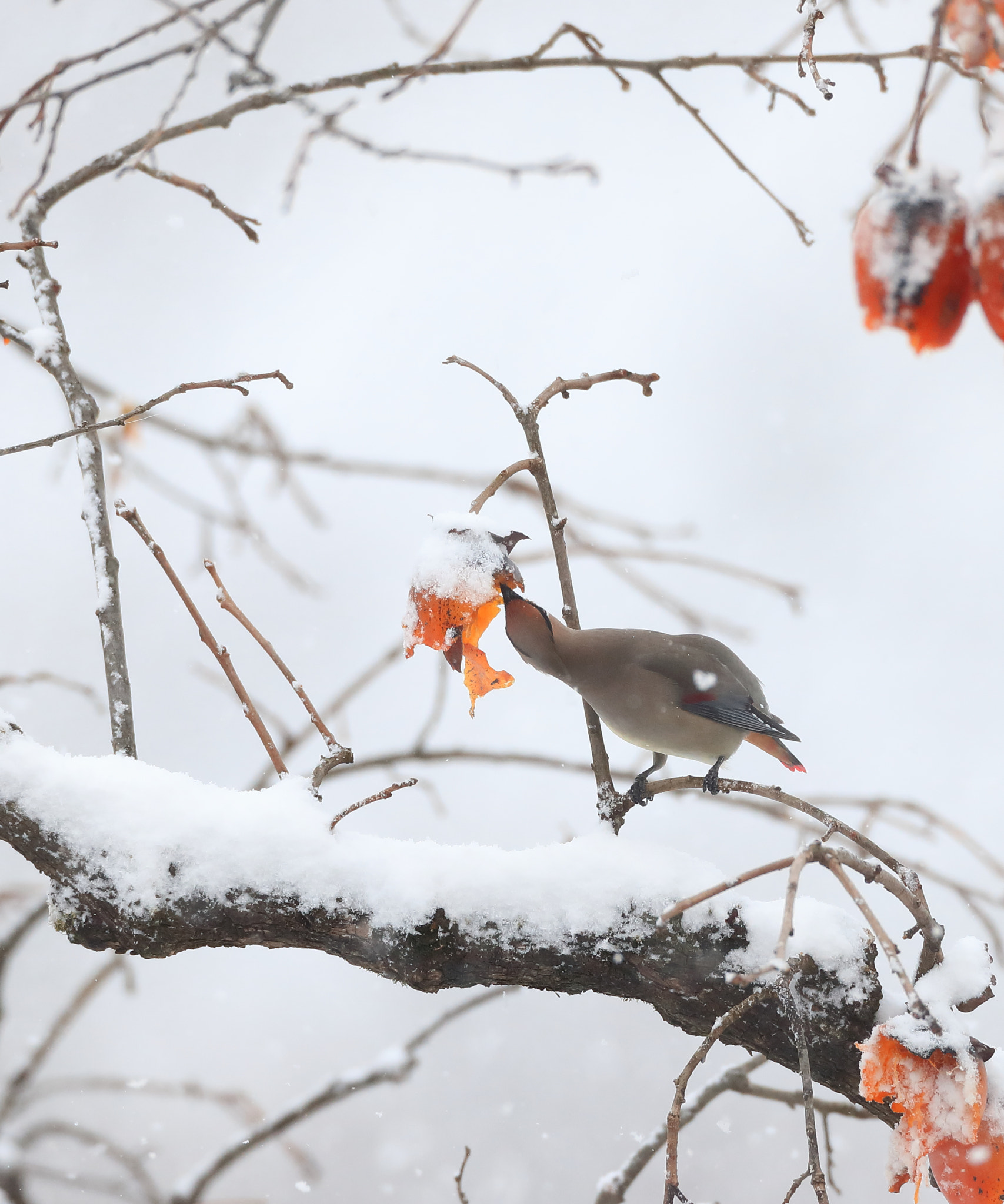 Canon EF 800mm F5.6L IS USM sample photo. ハートのヒレンジャク japanese waxwing photography