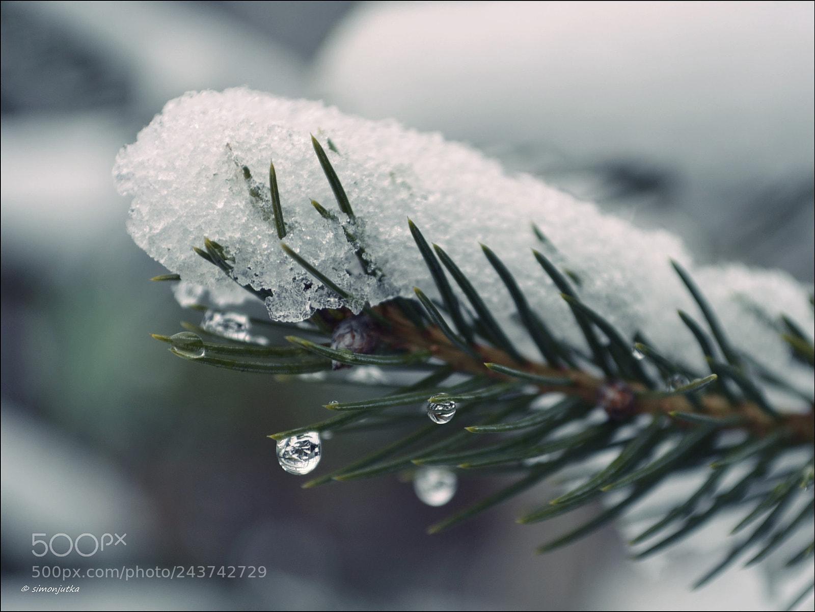 Nikon D3100 sample photo. Winter captivity photography