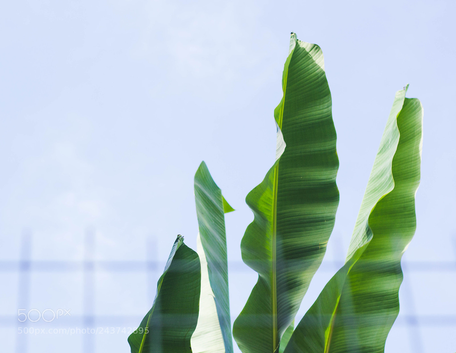 Canon EOS 60D sample photo. Some leaves, for ur photography