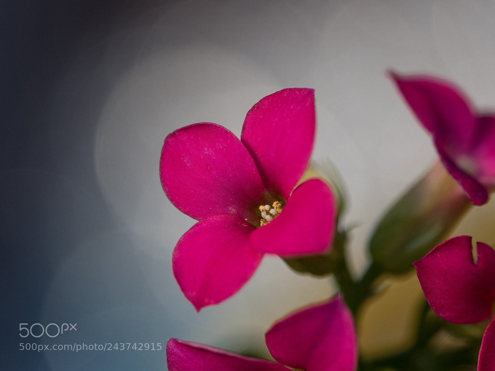 Olympus OM-D E-M1 Mark II sample photo. Kalanchoe blossfeldiana photography
