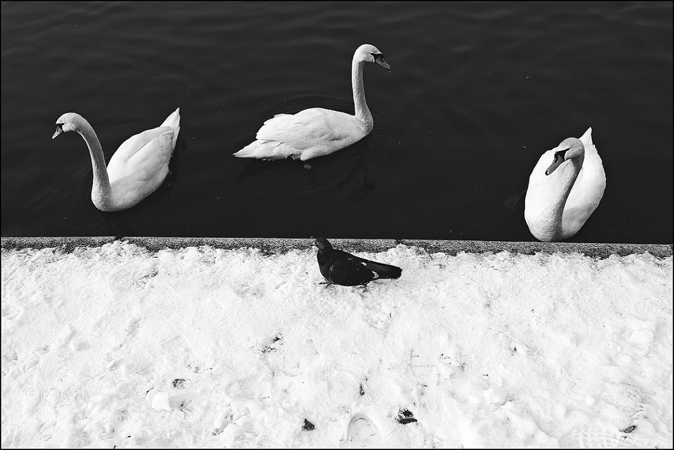Canon EOS 7D Mark II sample photo. Untitled photography