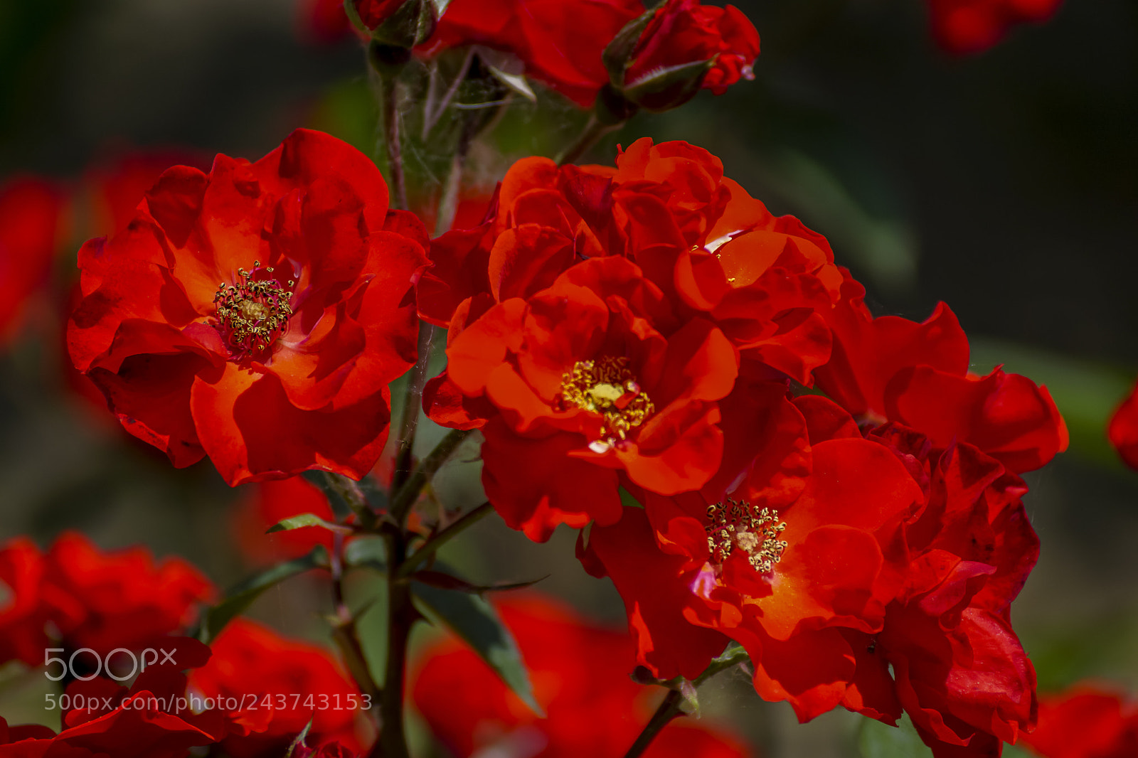 Sony ILCA-77M2 sample photo. Roses photography