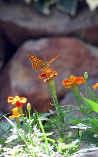 Canon PowerShot SX10 IS sample photo. Par photography