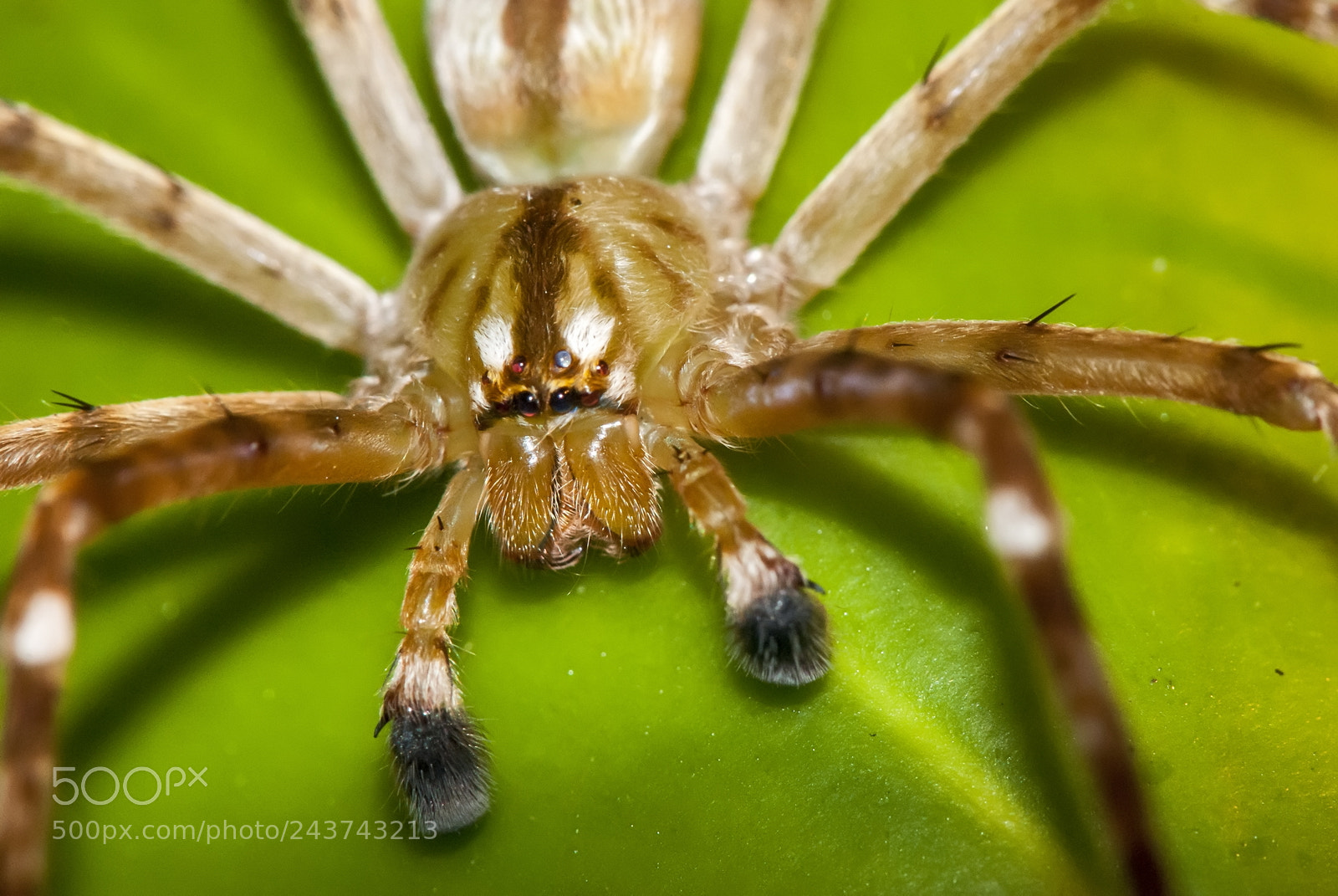 Nikon D80 sample photo. Aranha (sparassidae) photography